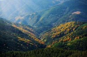 blog 5